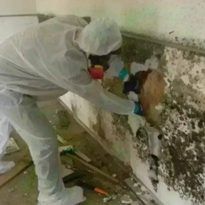 Mold Remediation and Removal in Pompano Beach, FL